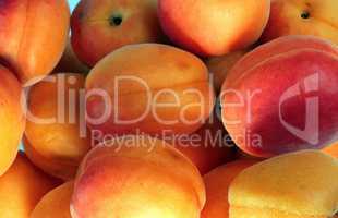 many orange peach at day