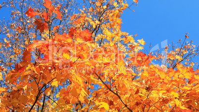 yellow leafs on tree