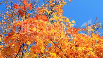 yellow leafs on tree