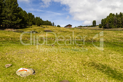Almwiese in Südtirol, Italien, alm meadow, South Tyrol, Italy