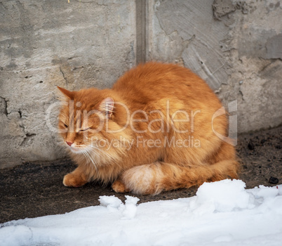 big red fluffy cat sits and freezes in the middle of the snow