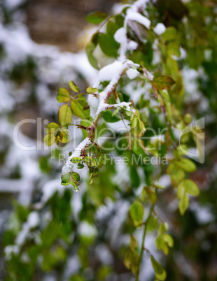 branches of roses with green leaves covered with a layer of snow