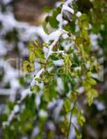 branches of roses with green leaves covered with a layer of snow