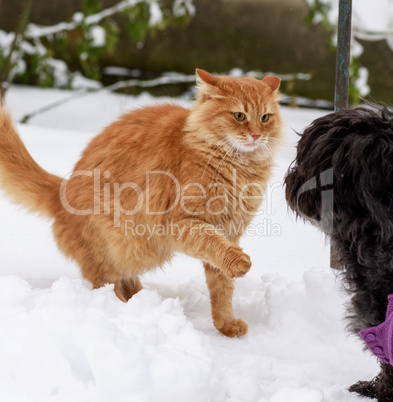 big red cat playing with a black dog in the snow
