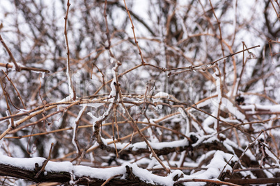 vine covered with a layer of white snow