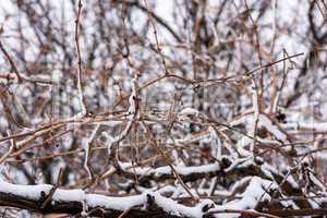 vine covered with a layer of white snow