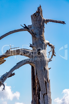 Burnt tree on the volcano Etna