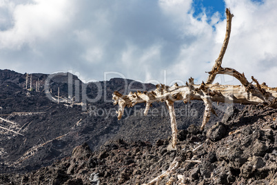 Burnt trees on the volcano Etna