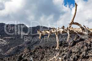 Burnt trees on the volcano Etna
