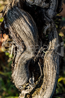 Old grapevine in the vineyard