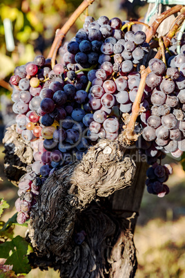 Ripe grapes on the vine