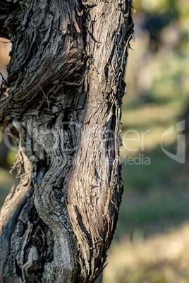 Old grapevine in the vineyard