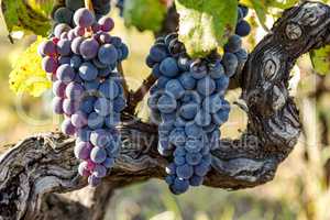 Ripe grapes on the vine
