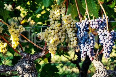 Ripe grapes on the vine