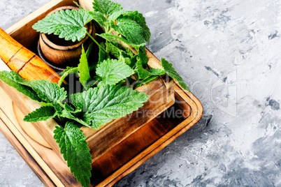 Melissa leaf or lemon balm