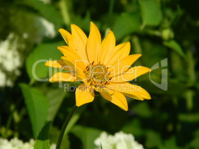 Yellow Heliopsis