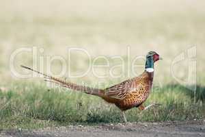 Common pheasant, Phasianus colchicus