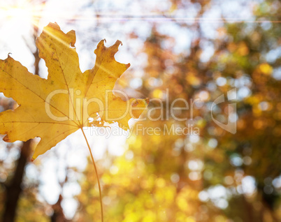 autumn abstract background with yellow maple leaf