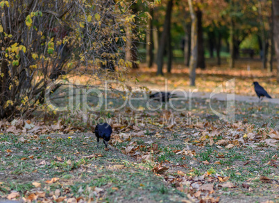black crows in the city autumn forest