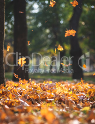 view of the autumn city park with trees and dry yellow leaves