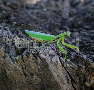 green mantis on a tree trunk