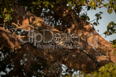 Leopard lies on branch in dappled sunlight