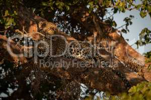 Leopard lies on branch in dappled sunlight