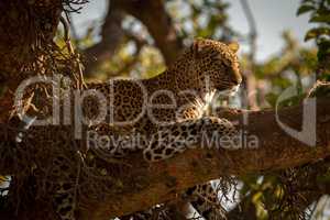 Leopard lies on branch of fig tree