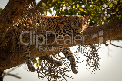 Leopard lies on branch with legs dangling