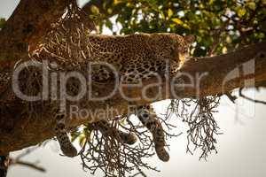 Leopard lies on branch with legs dangling
