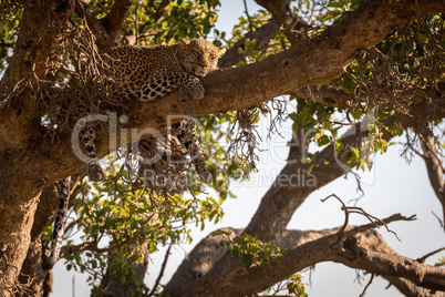 Leopard lies on high branch in shade