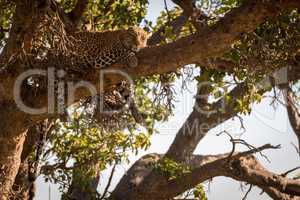 Leopard lies on high branch in shade