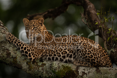 Leopard lies on lichen-covered branch looking left