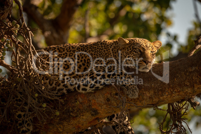 Leopard lies sleepily on branch in sunshine