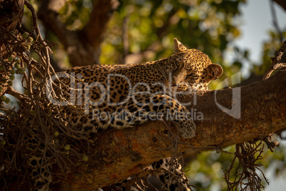 Leopard lies sleepily on branch turning head