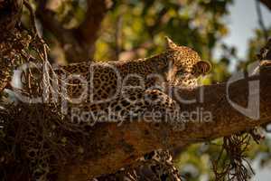 Leopard lies sleepily on branch turning head