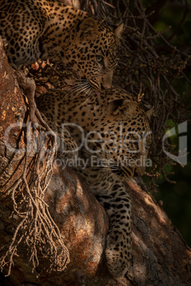 Leopard lies with cub in shady tree
