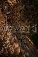 Leopard lies with cub in shady tree