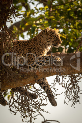 Leopard lies with legs dangling from branch