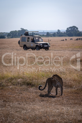 Leopard looks back towards photographers in truck