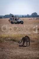 Leopard looks back towards photographers in truck