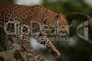 Leopard lifts paw while walking down branch