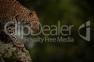 Leopard looks down from lichen-covered tree branch