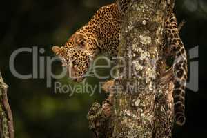 Leopard looks down from lichen-covered tree branches