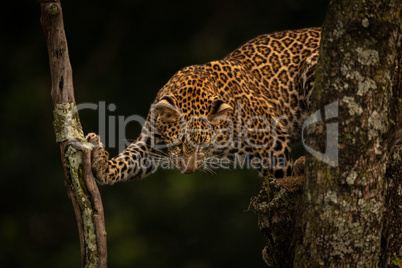Leopard looks down standing on two branches