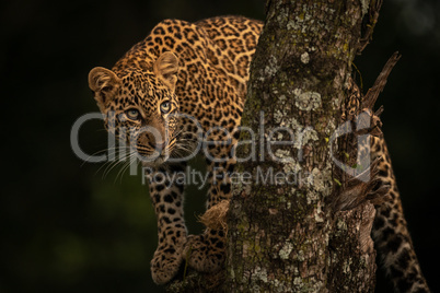 Leopard looks up from lichen-covered tree branches