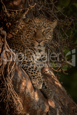 Leopard lying in tree looking at camera