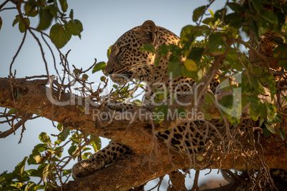 Leopard lying high in branches of tree