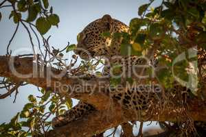 Leopard lying high in branches of tree