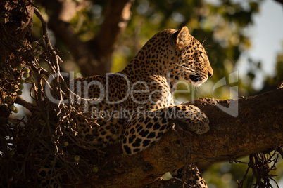 Leopard lying in tree with head raised